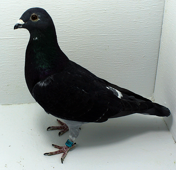 Band: AU 20001 Foys 2025